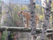 Тигр в пражском зоопарке.
