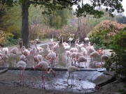 Фламинго в пражском зоопарке.